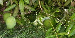 Mangoes of Mirpur Khas