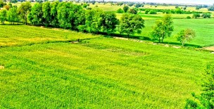 Wheat Crop - Ahmadpur East - District Bahawalpur