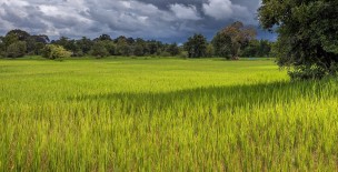 Rice (Paddy) Crops of Pakistan