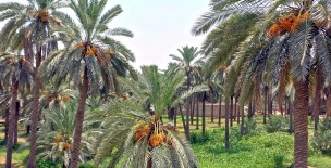 Kharipur Date Farms - Khairpur