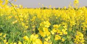 Mustard Crops
