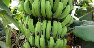 Bananas of Tando Allahyar - Sindh