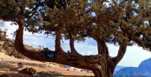 Juniper Forest - Ziarat