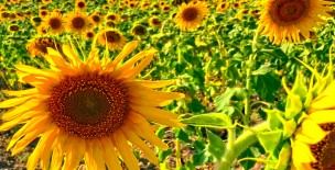 Chuhar Jamali Village - District Thatta