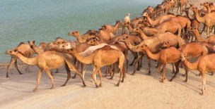 Rojhani Camels - Rojhan