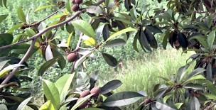 Chikus (Sapodilla) of Sindh
