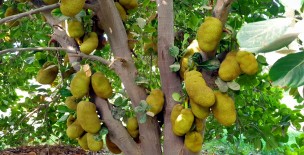 Jackfruit of Sindh - Jun 2021